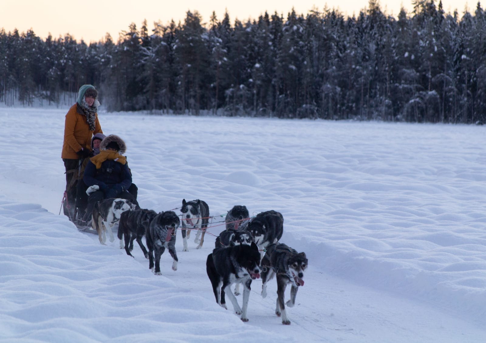 Huskies pulling a sled on a Sleddogtour at Direct North Travel